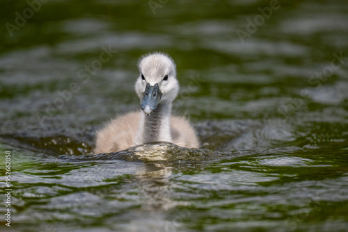 Cygnet on a pond close up, uk