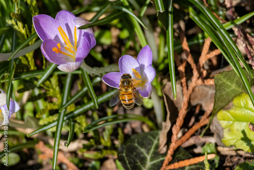 Honeybee pollinating vibrant purple crocus flower in spring garden