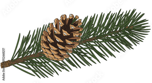 Mature pine cone attached to a fresh green needle branch from a coniferous tree isolated on a clean white background.