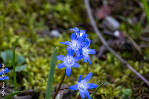 Blue and white chionodoxa flowers blooming, symbolizing new beginnings and spring growth