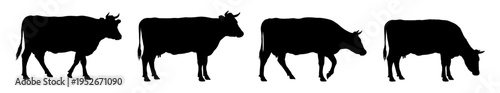 set of cow silhouettes   - vector illustration

