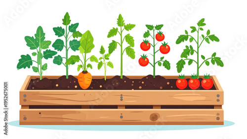 Tomato plant development process from seed to ripe vegetable in wooden crate flat vector illustration isolated on white background for farming industry