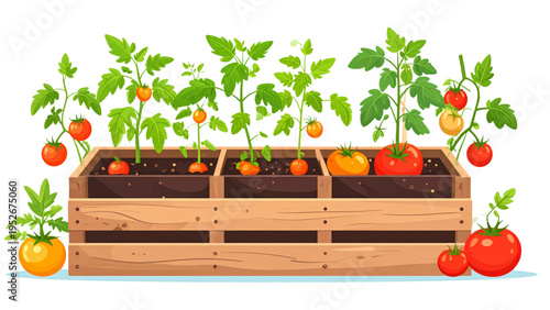 Tomato plant development process from seed to ripe vegetable in wooden crate flat vector illustration isolated on white background for farming industry