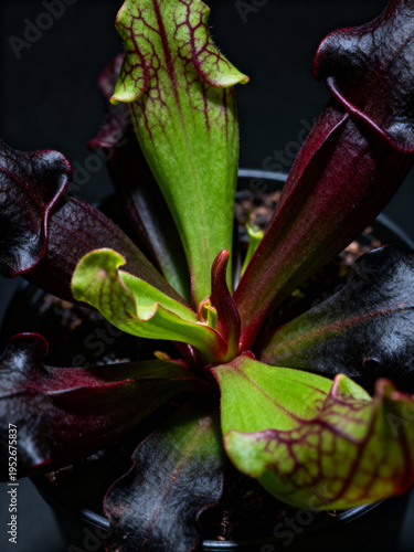 A pitcher plant displays its vibrant green and deep red leaves, highlighting unique patterns. The plant is potted, set against a contrasting dark background, enhancing its features