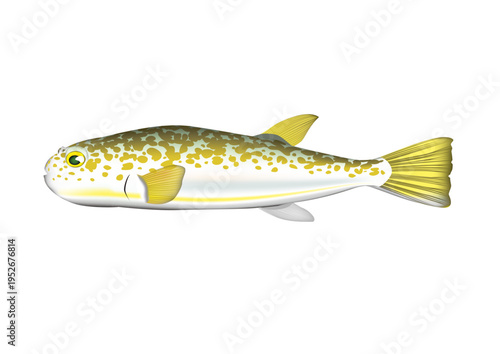 食用フグ「ショウサイフグ」(ナゴヤフグ)　イラスト　ベクター形式