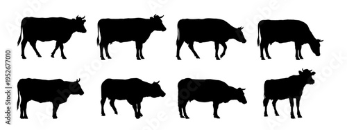  set of cow silhouettes - vector illustration