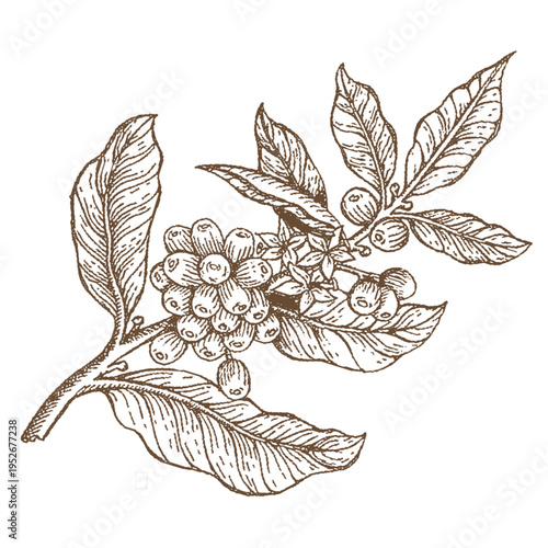 Vintage coffee leaves illustration with natural botanical style, perfect for coffee branding, packaging, and organic design themes