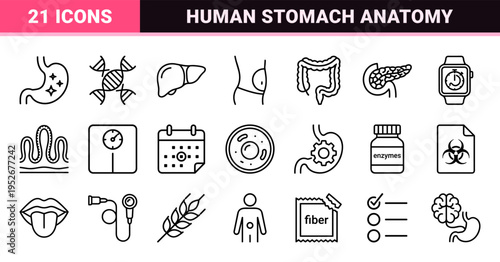 Gastroenterology Medical Line Art Featuring Human Stomach Anatomy and Digestive System Wellness Symbols in Monoline Aesthetic