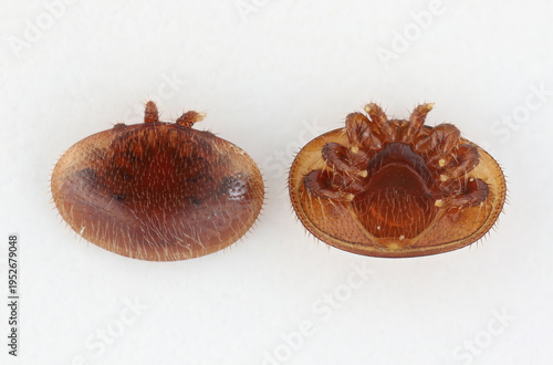 Quadro su tela Varroa mite (Varroa destructor, Varroa jacobsoni), blood-sucking parasite of honey bee