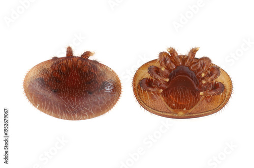 Fotografie Extreme magnification of Varroa destructor (Varroa mite)