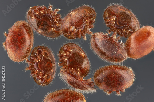 Obraz na plátně Varroa mite (Varroa destructor, Varroa jacobsoni), blood-sucking parasite of honey bee