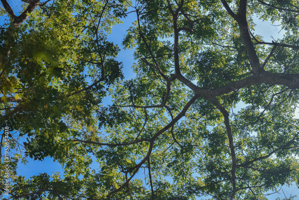 Fototapeta premium Green Tree Canopy with Sunlight and Blue Sky Nature Background