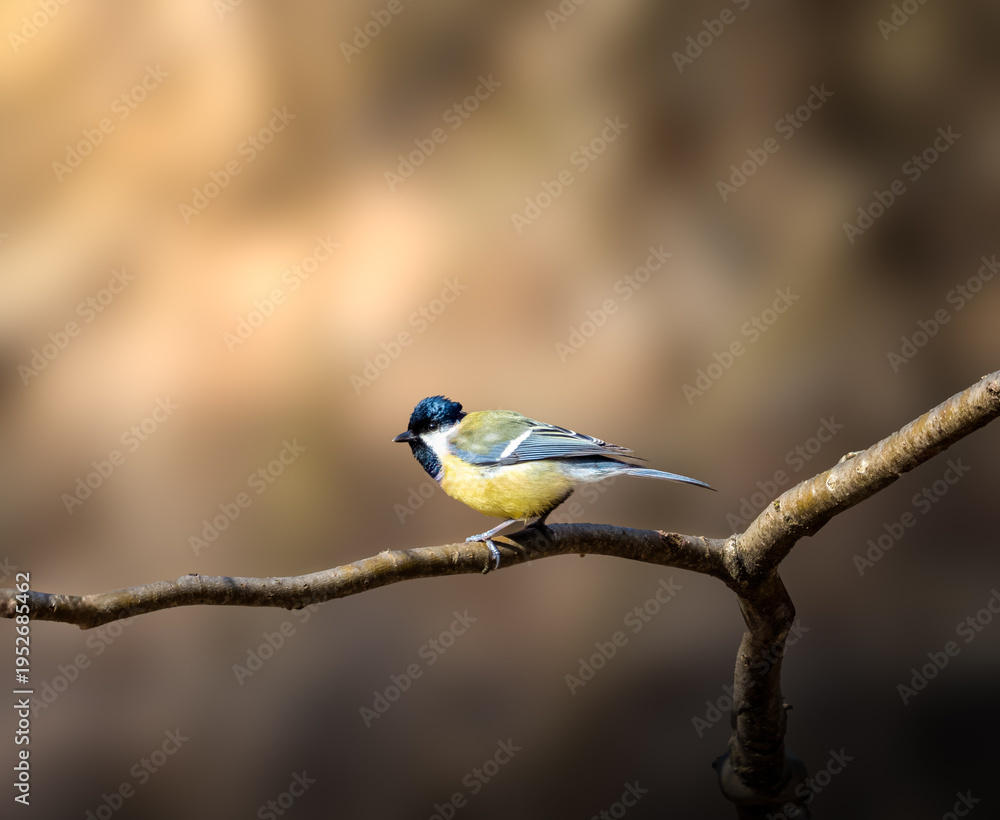 Fototapeta premium Great tit bird Parus major perched on branch natural blurred background