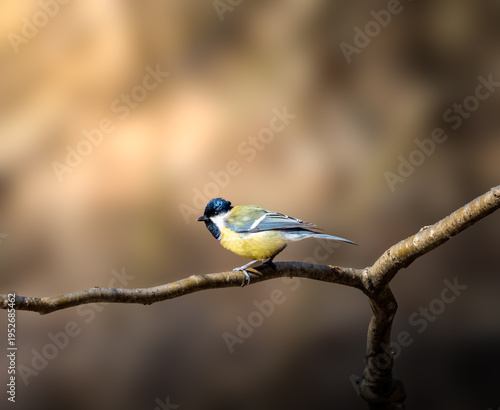 Canvas-taulu Great tit bird Parus major perched on branch natural blurred background