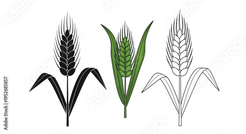 Three wheat stalks in varying styles black green and line art