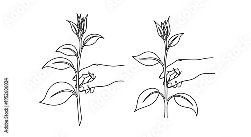 Minimalist line drawing of two flowering plant stems with leaves