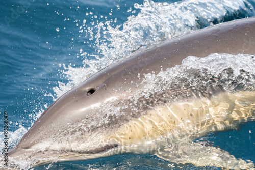 Common Dolphin (Delphinus delphis)