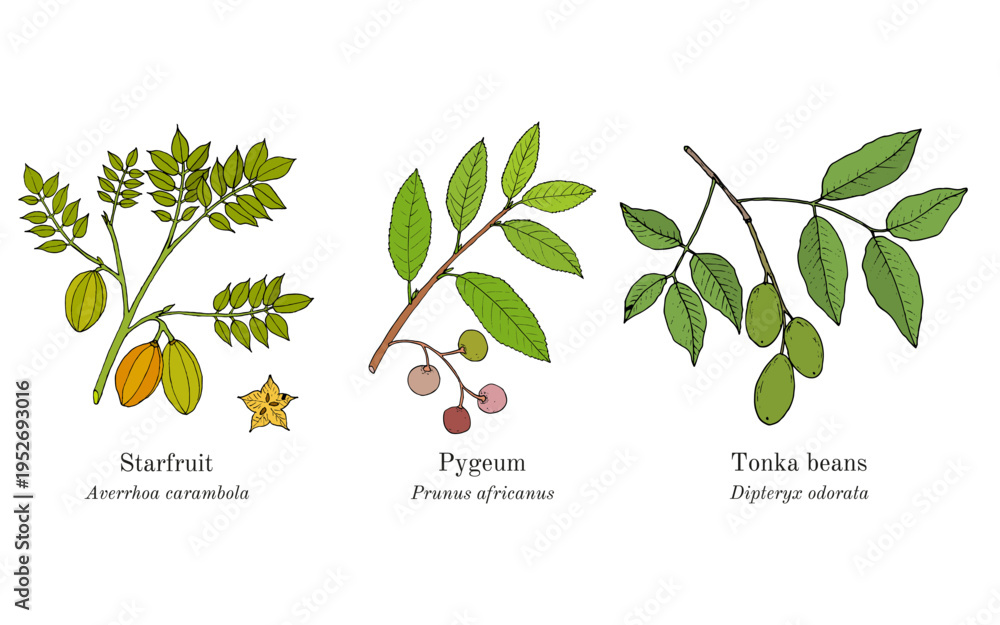 Naklejka premium Collection of edible and medicinal plants. Hand drawn botanical vector illustration