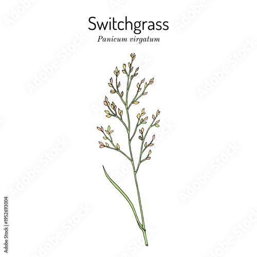 Switch Grass (Panicum virgatum), bio-fuel plant. Hand drawn vector illustration
