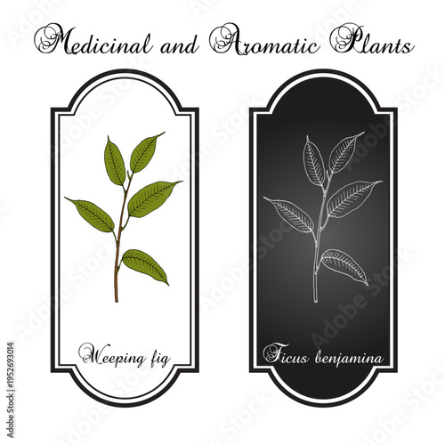 Weeping or benjamin fig (Ficus benjamina), ornamental plant. Hand drawn botanical vector illustration