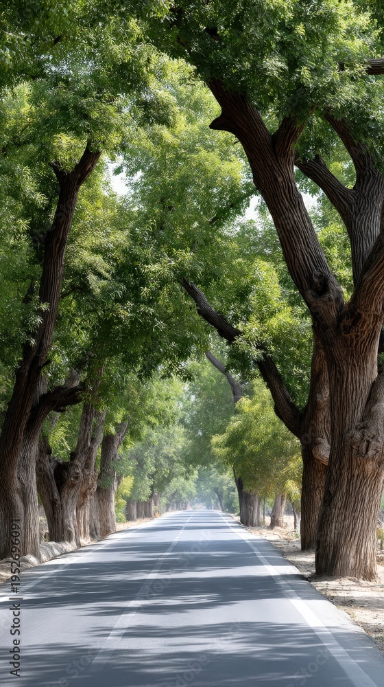 Obraz premium A road runs through a rural area with trees on both sides, bushes at the edges, and a car passing in the distance on a sunny day