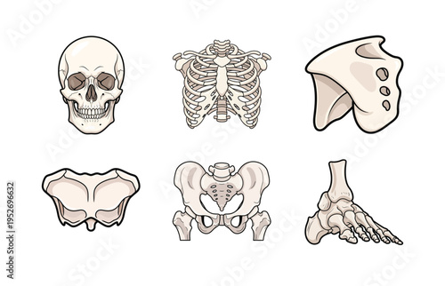 Human Skeleton Major Bones Icon Set with Skull, Rib Cage, Pelvis and Foot Anatomy