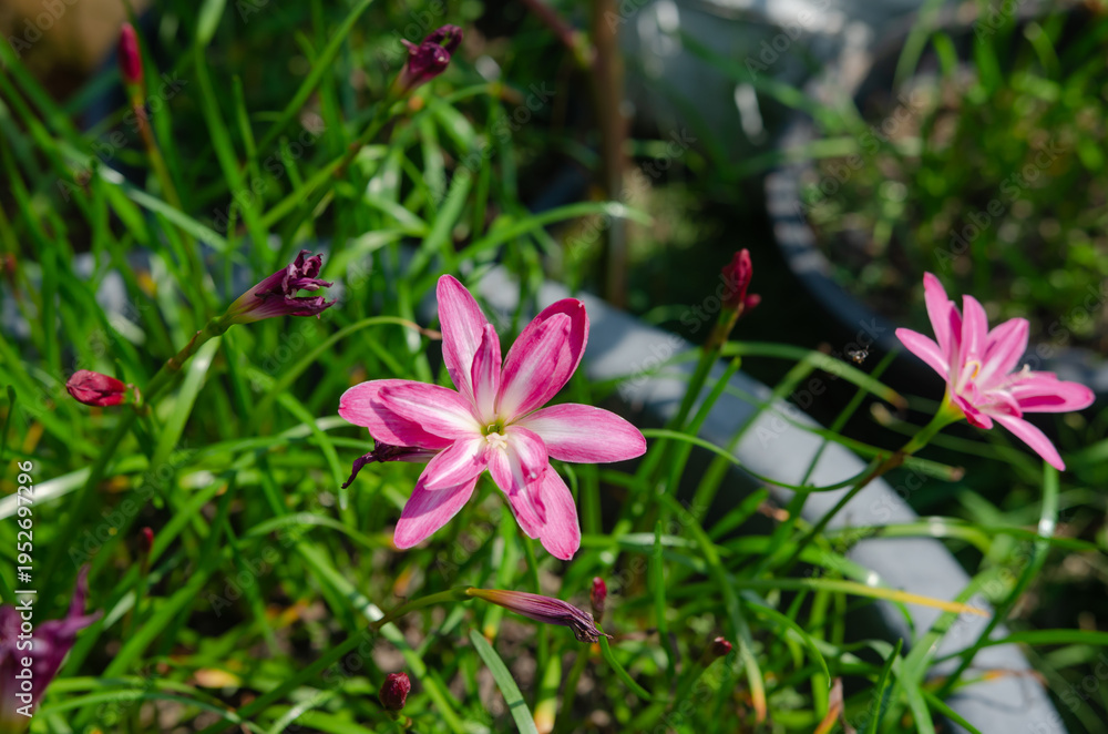 Fototapeta premium The Rain Lily patch is located in the backyard garden.