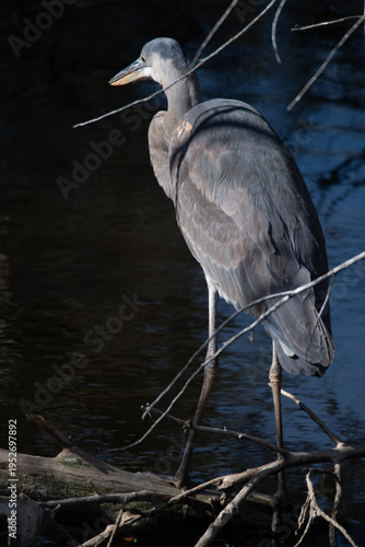 great blue heron at Huntington Beach State Park