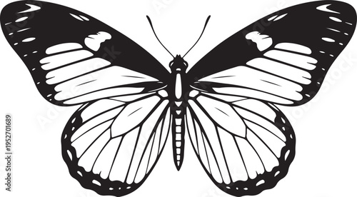 A black and white illustration of a butterfly with detailed wings and body