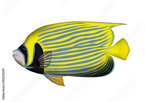 熱帯海水魚　イラスト　タテジマキンャクダイ　ベクター形式