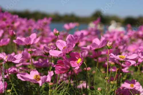 Pink cosmos flowers blooming in a sunny garden with blue sky