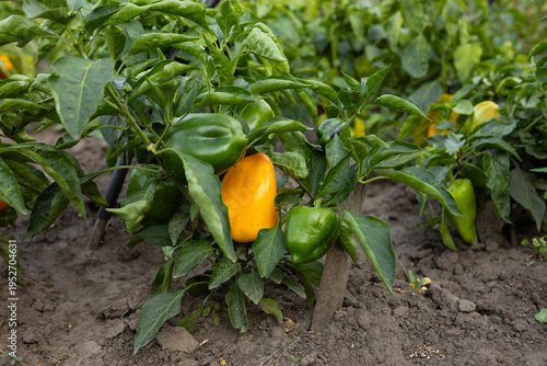 One yellow bell pepper on plant in vegetables garden