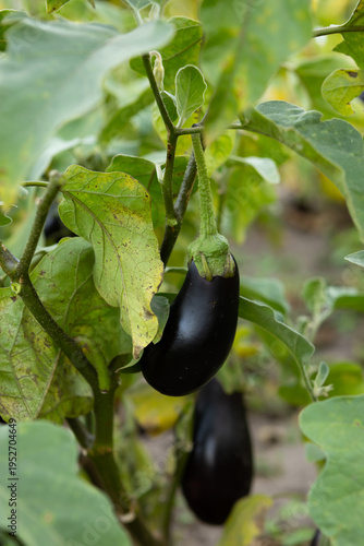 Two black eggplants on plant in garden