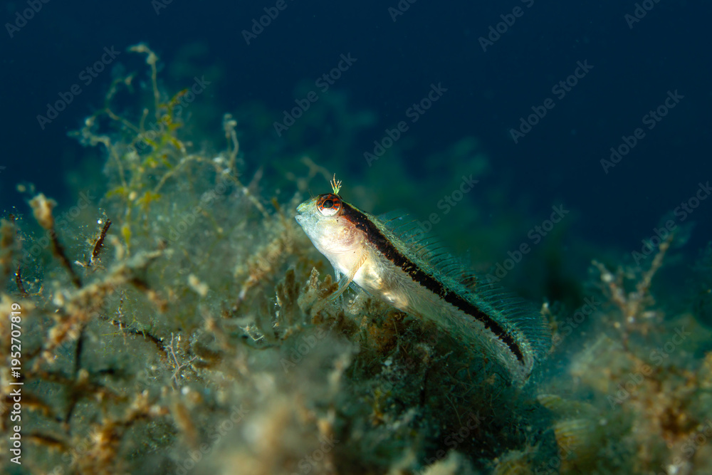 Fototapeta premium Striped Observer: A Roux's Blenny (Parablennius rouxi) resting on a rocky substrate, Tamariu, Spain