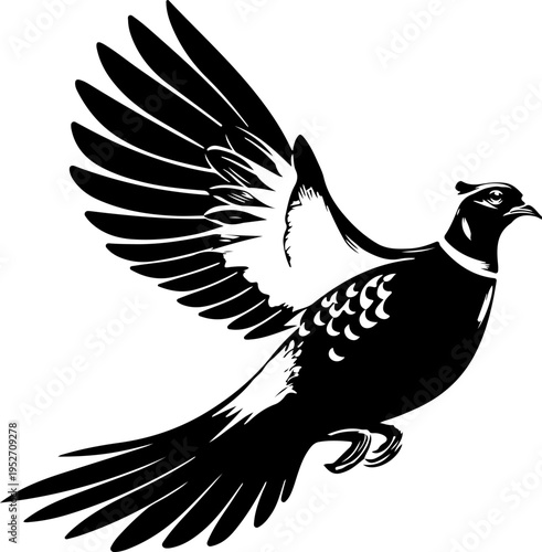 black pheasant bird in flight isolated on transparent background