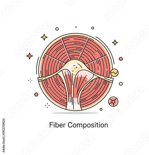 Muscle structure cross section detail showing a compact circular diagram of layered muscle fibers arranged in parallel lines, representing biological structure