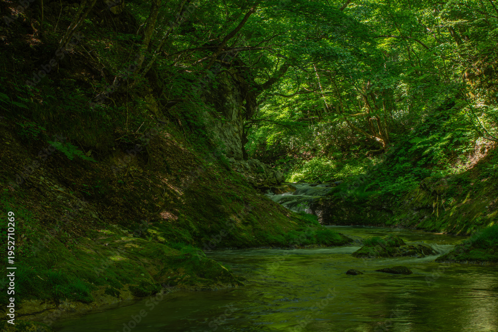 Fototapeta premium 新緑に包まれた南会津町の渓流と苔むす岩の静寂風景