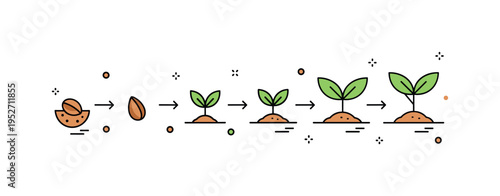 Seedling transformation timeline illustrated by a horizontal sequence of stages with subtle arrows connecting each phase from buried seed to young tree. The