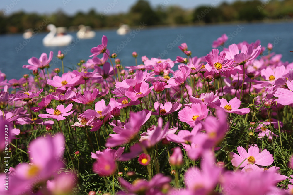 Obraz premium Pink cosmos flowers blooming in a sunny garden with blue sky