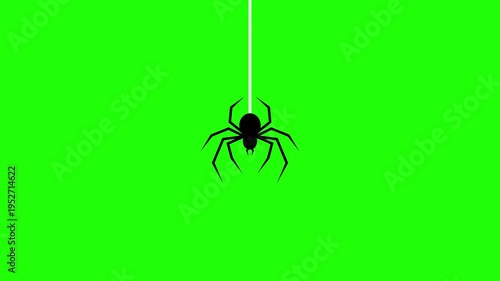 Black Spider Walking on Web Animated Icon with Alpha Channel 4K Green Screen Chroma Key Loop
