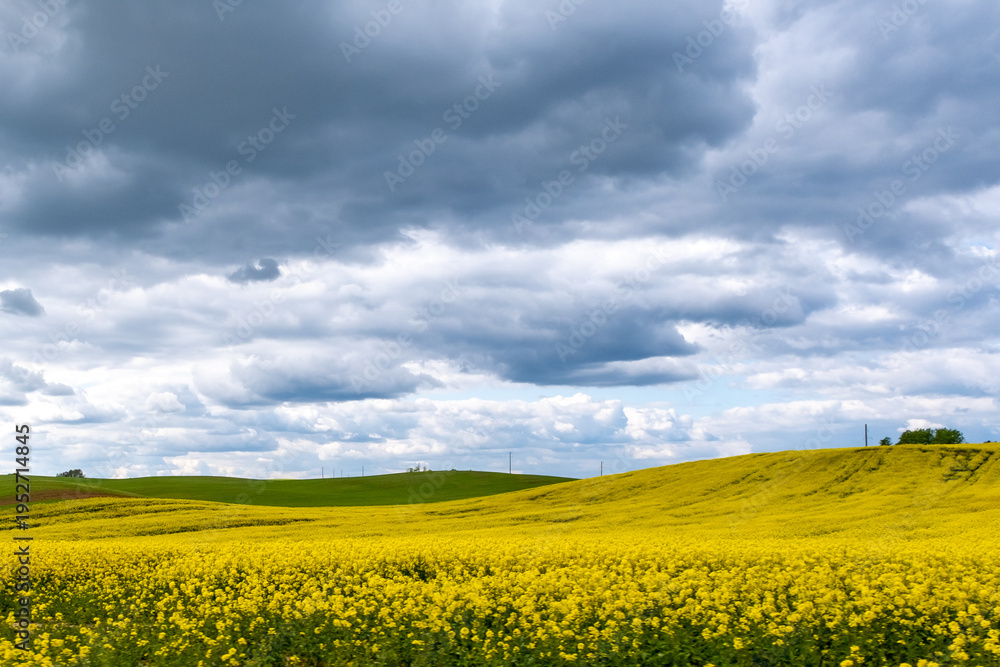 Obraz premium Golden Canola Field Under Dramatic Storm Clouds Over Rolling Prairie Landscape At Springtime