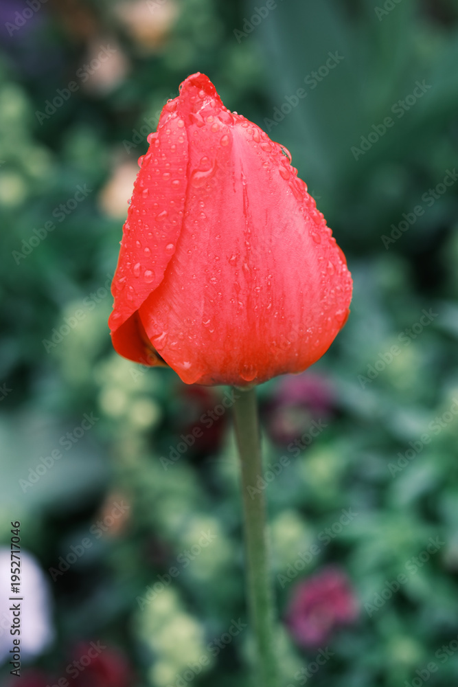 Obraz premium Red Tulip Bud with Water Droplets Close-Up on Soft Green Bokeh Background