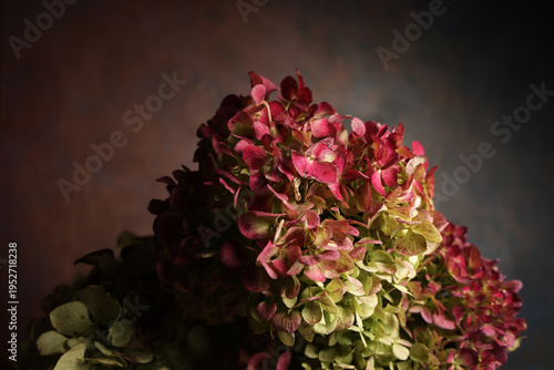 Mazzo di ortensie isolate su fondo scuro con fiori rosa e verde pallido; primo piano dei fiori recisi tra luci e ombre