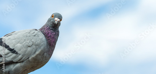 Wallpaper Mural homing pigeon. close up of full body of speed racing pigeon bird. beauty rock dove. funny looking at camera	
 Torontodigital.ca