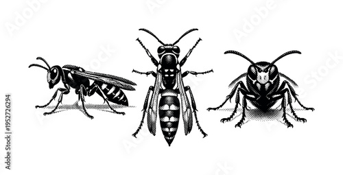 Paper wasp full body. A realistic paper wasp with slender segmented body, narrow waist, and elongated legs is shown as a single object presented in three