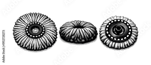 Spin mop system head, a realistic spin mop head shown dry expanded, compressed, and underside attachment view as three object representations emphasizing