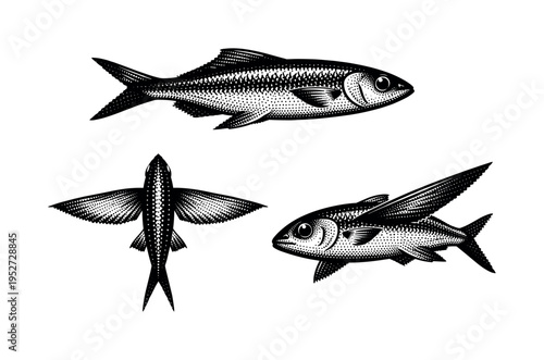 Flying fish body A streamlined flying fish body with visible scale pattern and aerodynamic form, shown as the same body in three different orientations. Black