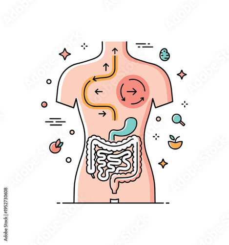 Human digestion process overview centered on a simplified torso silhouette with highlighted digestive tract path and small directional arrows, expressing flow,