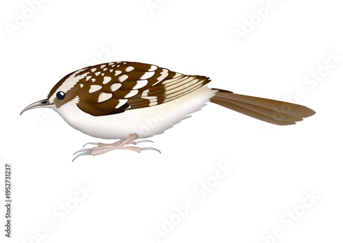 野鳥　キバシリ　ベクター形式