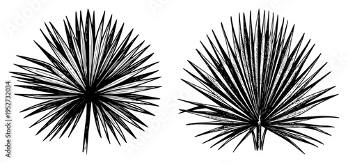 Palm Sunday branches with fronds for easter holiday in vintage engraving style